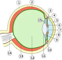 Schéma d’un œil humain.