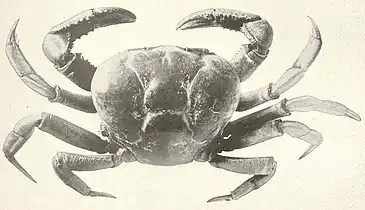 Ucides cordatus = « Crabe à barbe » (en cœur).