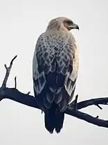 Plumage lancéolé d'un aigle criard juvénile.