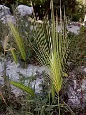 Hordeum murinum ou orge des rats ou encore orge sauvage : les spigaous sont groupés dans une inflorescence en épi.