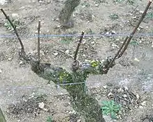 Photographie d'un pied de vigne taillé avec quatre branches verticales au dessus d'un tronc en T.