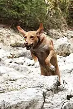 Chien courant et sautant