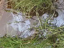 Biofilm à la surface de l’eau.