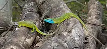 couple de verdelles lézard verts à cou gris pour la femelle et bleu électrique pour le mâle