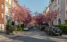 Arbres en pleine floraison.