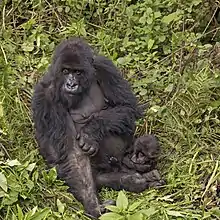 Femelle Gorilla beringei beringei ou Gorille des montagne et son petit