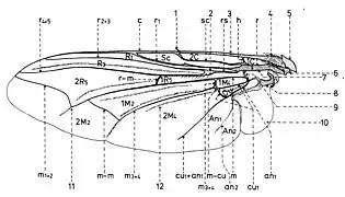 Anatomie d'une aile de Sarcophagidae, où la basicosta est annotée par le chiffre 5.