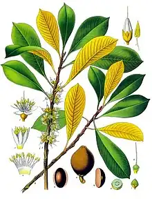 Dessin représentant différentes parties de la plante servant à produire le gutta-percha.