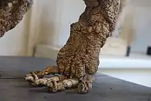 Os de la patte d'un chien atteint de périostose