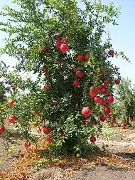 Un grenadier (Punica) avec ses fruits à Sde Ya'akov, en Israël.