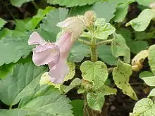 Photographie d’une fleur mauve en forme de cloche parmi des plantes vertes.