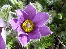 Photogaphie de Pulsatilla vulgaris, de la famille des renonculacées.