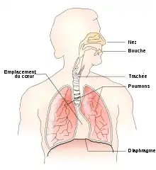 Les voies respiratoires