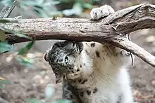 Un léopard des neige en train de renifler une branche en forêt.