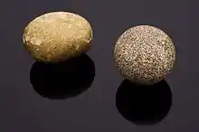 Photographie de deux pierres polies.