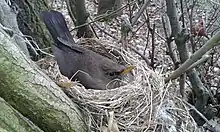 Merlesse dans son nid