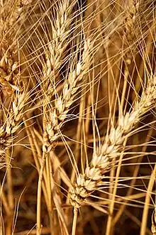 Tiges et épis de blé.