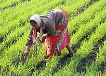 Photographie d’une femme dans un champ de riz.
