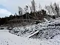 Arbres abattus par la tempête dans le comté de Highland (Écosse) en 2008