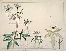 Étude d'anémone des bois, début du XXe&nbsp;siècle, Henri Bergé, Musée de l’École de Nancy.