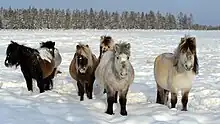 Photo d'un groupe de poneys dans la neige, une forêt de résineux en arrière-plan.