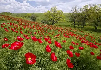 Dans une aire protégée de steppe de la région de Volgograd, Russie.
