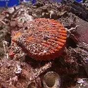 Chlamys nobilis (Pectinoidea)