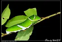 Chenille, vue de côtés