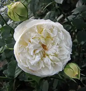 Image illustrative de l’article Claire Austin