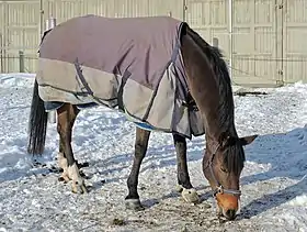 Cheval élevé à l'abbaye d'Einsiedeln