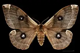 Femelle, face dorsale MHNT