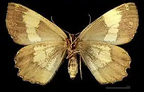 Angerona prunaria corylaria  ♀  △