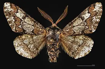 Biston strataria
