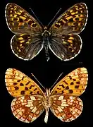 Boloria (Clossiana) thore, le Nacré noirâtre