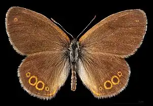 Coenonympha hero ♂  MHNT