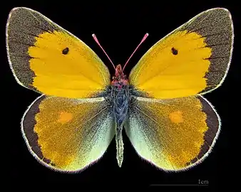 Colias myrmidone, ♂