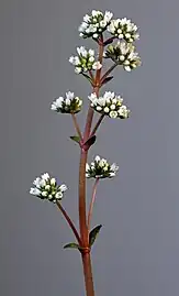Crassula orbicularis var. rosularis Inflorescene