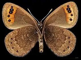 Erebia triarius mâle △[pas&nbsp;clair].