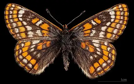 Euphydryas iduna  ♀  MHNT