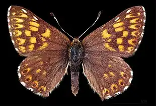 Hamearis lucina ♂  MHNT