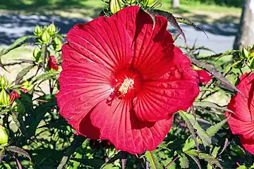 Hibiscus moscheutos - Red swamp rose-mallow