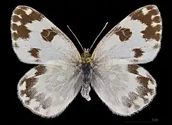 Pontia daplidice ♀  MHNT