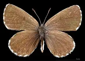 Scolitantides o. orion  ♀ 	MHNT