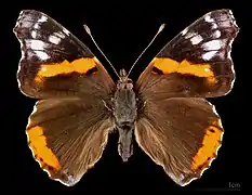 Vanessa atalanta e.o Ab.Klemensiewiczi ♂ MHNT