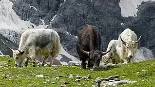 Bos mutus (yak « sauvage »)