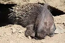 Porcs-épics à crête