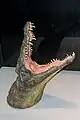 Tête de crocodile naturalisée.