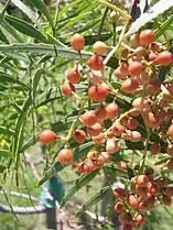 Feuilles et fruits du Schinus molle (Faux Poivrier)