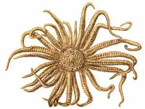 Labidiaster annulatus