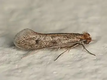 voir la légende ci-après